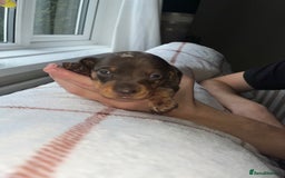Miniature Dachshund dogs for sale: Beautiful Dachshund puppy’s  - Image 26