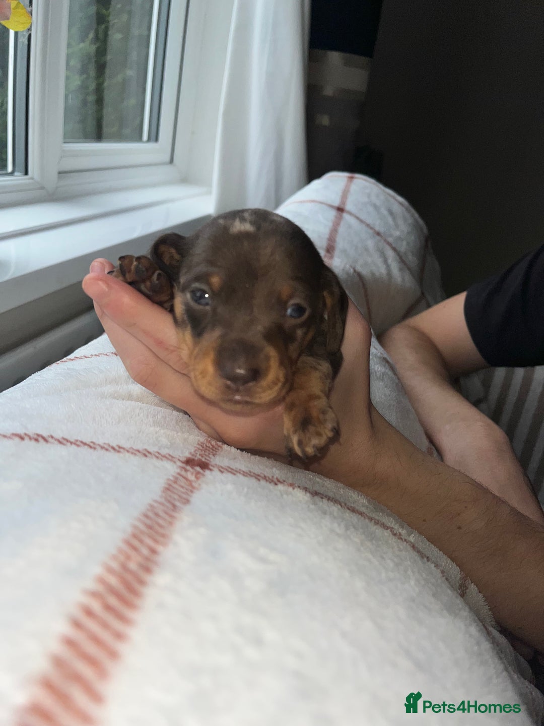 Miniature Dachshund dogs for sale: Beautiful Dachshund puppy’s  - Image 26