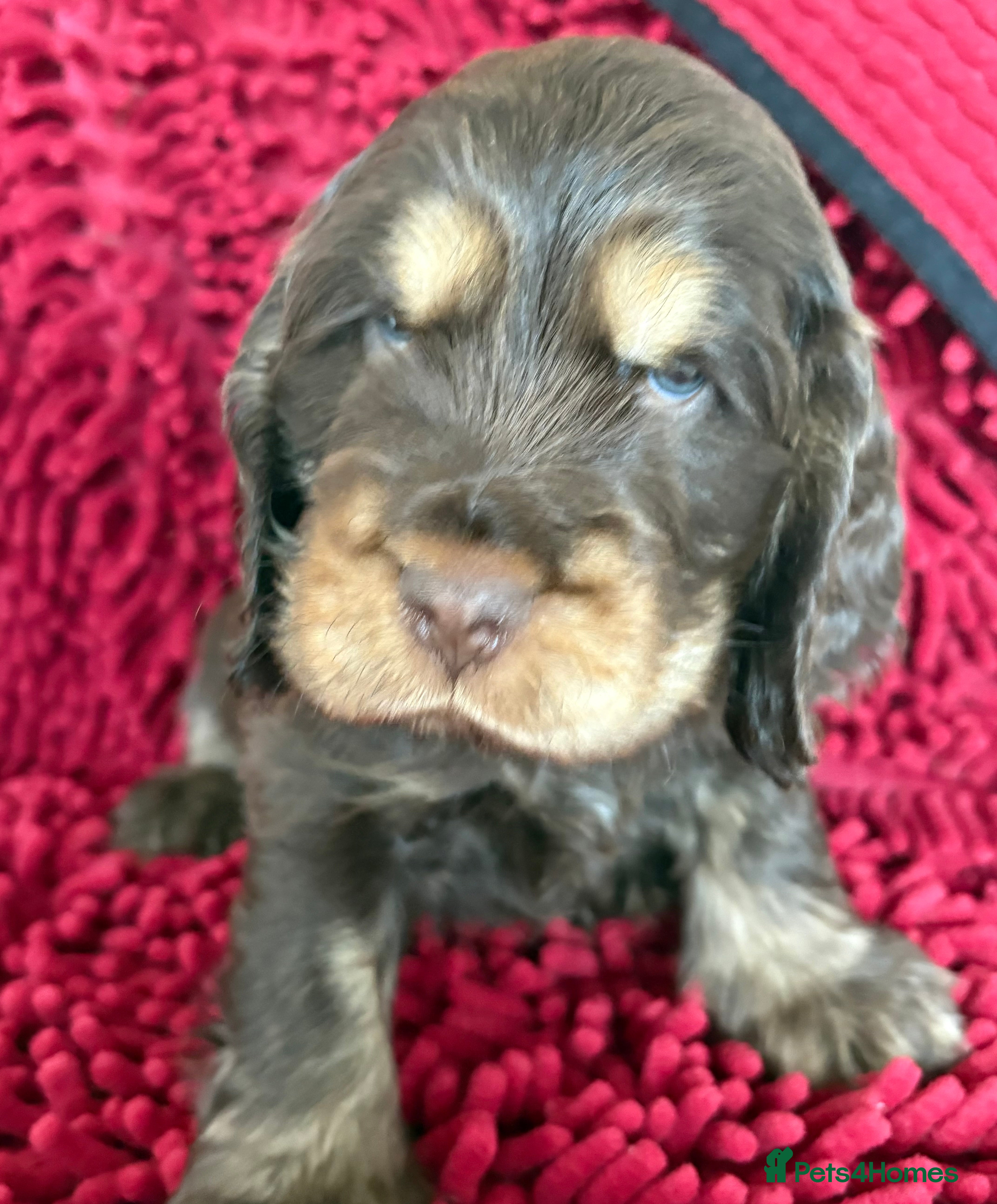 Cocker Spaniel dogs Beautiful KC English Show Cocker pups. - Advert 5