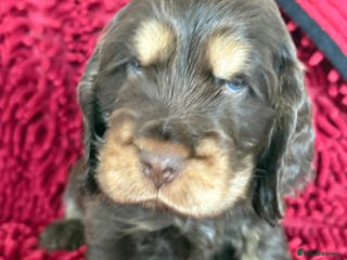 Cocker Spaniel dogs Beautiful KC English Show Cocker pups. - Advert 5