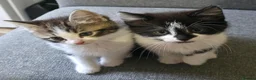 Mixed Breed cats for sale: Three beautiful kittens ready now in Stoke-on-Trent - Advert 7