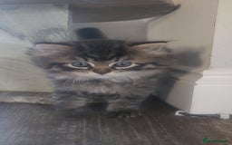 Mixed Breed cats for sale: Two Perdoll Female Kittens Looking for a Home - Image 9