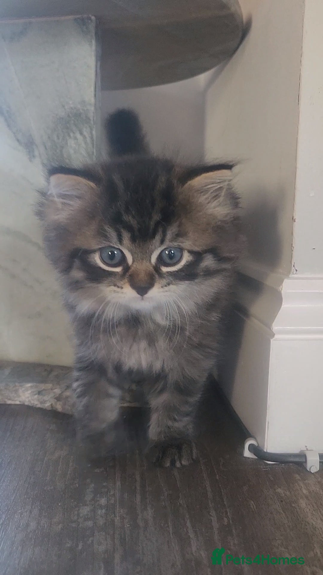 Mixed Breed cats for sale: Two Perdoll Female Kittens Looking for a Home - Image 9