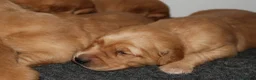 Golden Retriever dogs for sale: KC Registered Working Golden Retriever Puppies - Advert 6