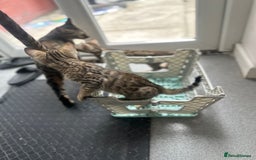 Bengal cats for sale: Stunning Bengal kittens - Image 23