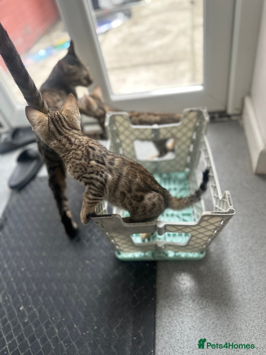 Bengal cats for sale: Stunning Bengal kittens - Image 23