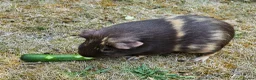 Guinea Pig rodents for sale: Bonded female guinea pig pair - Advert 3
