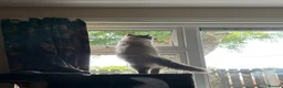 Ragdoll cats for sale: Loki updated  - Advert 3