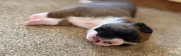 Boxer dogs for sale:  Beautiful Boxer Puppies  in Bristol - Advert 9
