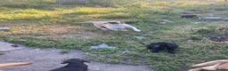 Labrador Retriever dogs for sale: Labrador puppies - Advert 2