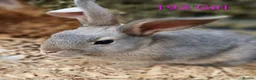 Mixed Breed rabbits for sale: 4 stunning bunnies looking for their new homes 🐇  - Advert 1