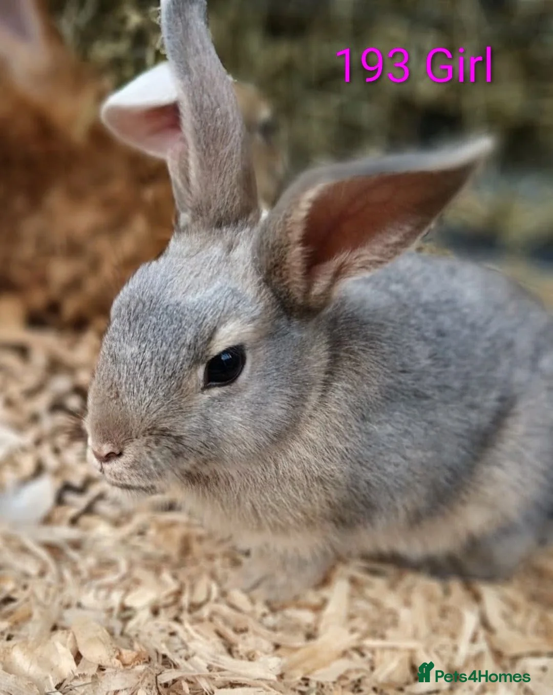 Mixed Breed rabbits for sale: 4 stunning bunnies looking for their new homes 🐇  - Advert 1
