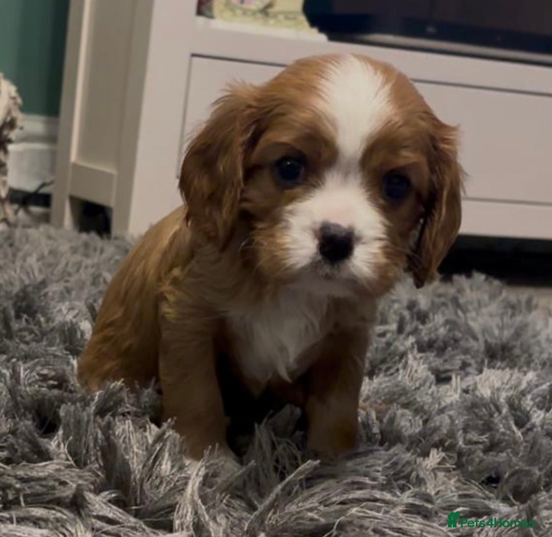 Cavalier King Charles Spaniel dogs for sale: Stunning quality KC Cavalier King Charles puppies - Advert 4