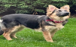 German Shepherd dogs for sale: OLD FASHION GSD PUPPIES DUE 8TH OCTOBER  - Image 14