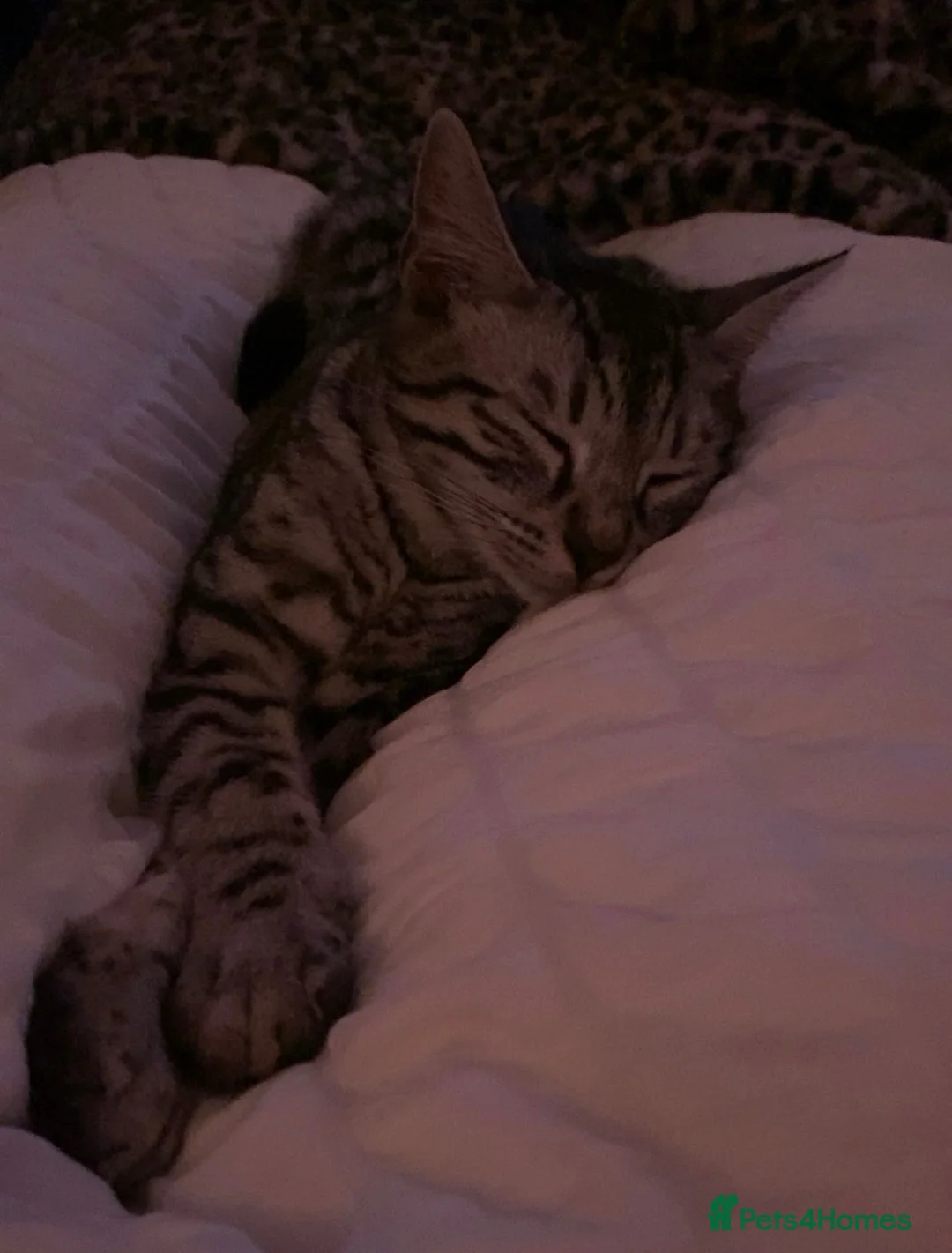 Mixed Breed cats for sale: Mixed breed  - Advert 2