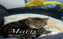 British Shorthair cats for sale: Tabby Cat needs re homing  - Image 1