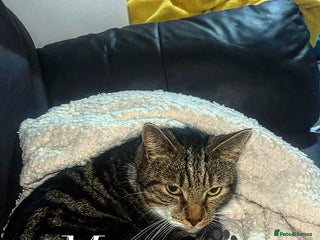 British Shorthair cats - Advert 11