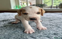 Pointer dogs for sale: KC reg Pointer Puppies - Image 28