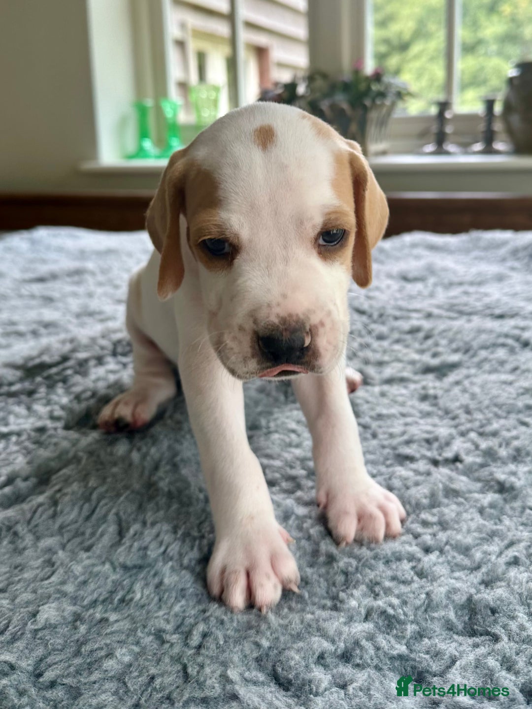 Pointer dogs for sale: KC reg Pointer Puppies - Image 28
