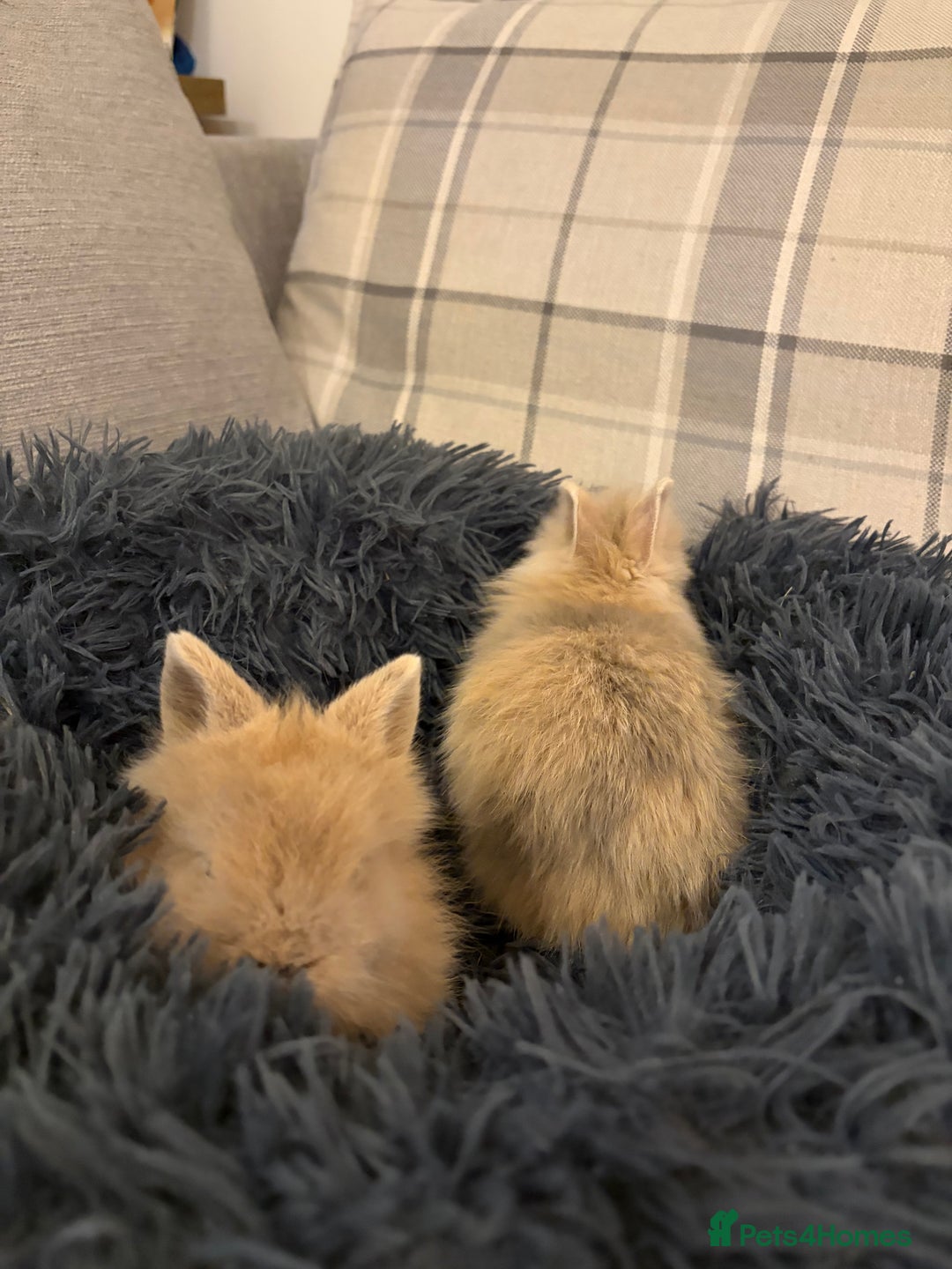 Lionhead rabbits for sale: Double maned lion head bunnies for sale  - Advert 4