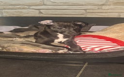 Whippet dogs for sale: 3/4 Whippet 1/4 Italian greyhound  - Image 1