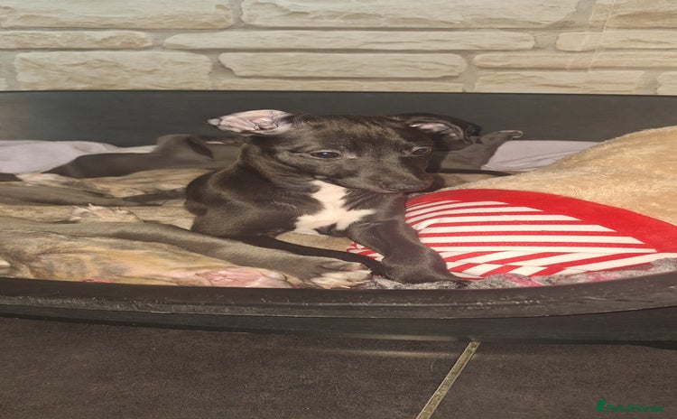Whippet dogs - Advert 3