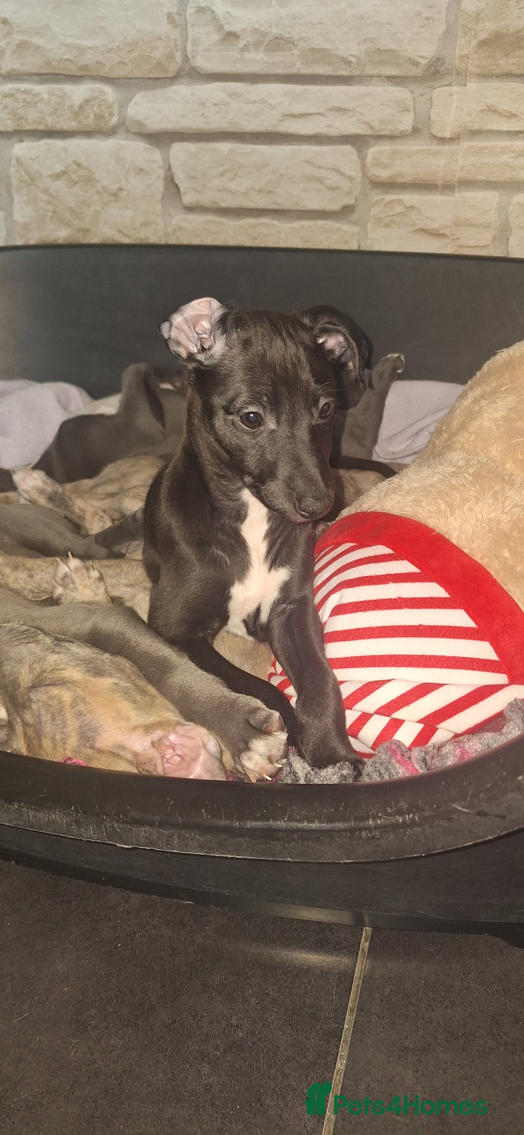Whippet dogs for sale: 3/4 Whippet 1/4 Italian greyhound  - Image 1