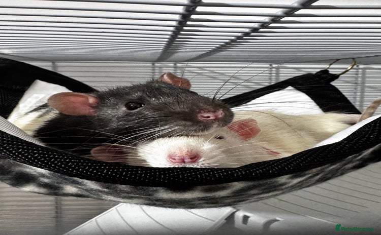 Rat rodents - Advert 6