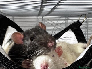 Rat rodents - Advert 12