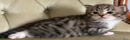 Siberian cats for sale: Classic Siberian GCCF Paris - Advert 9