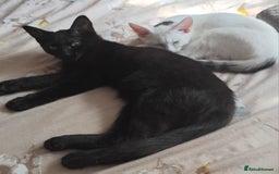 Domestic Shorthair cats for sale: 3 male kittens - Image 1