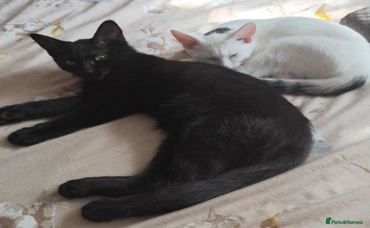 Domestic Shorthair cats - Advert 1