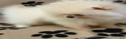 Pomeranian dogs for sale: Super litter of 4 Beautiful Pomeranian Girls  in Ammanford - Advert 19