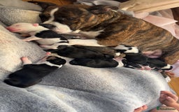 Mixed Breed dogs for sale: Pups for sale  - Image 2