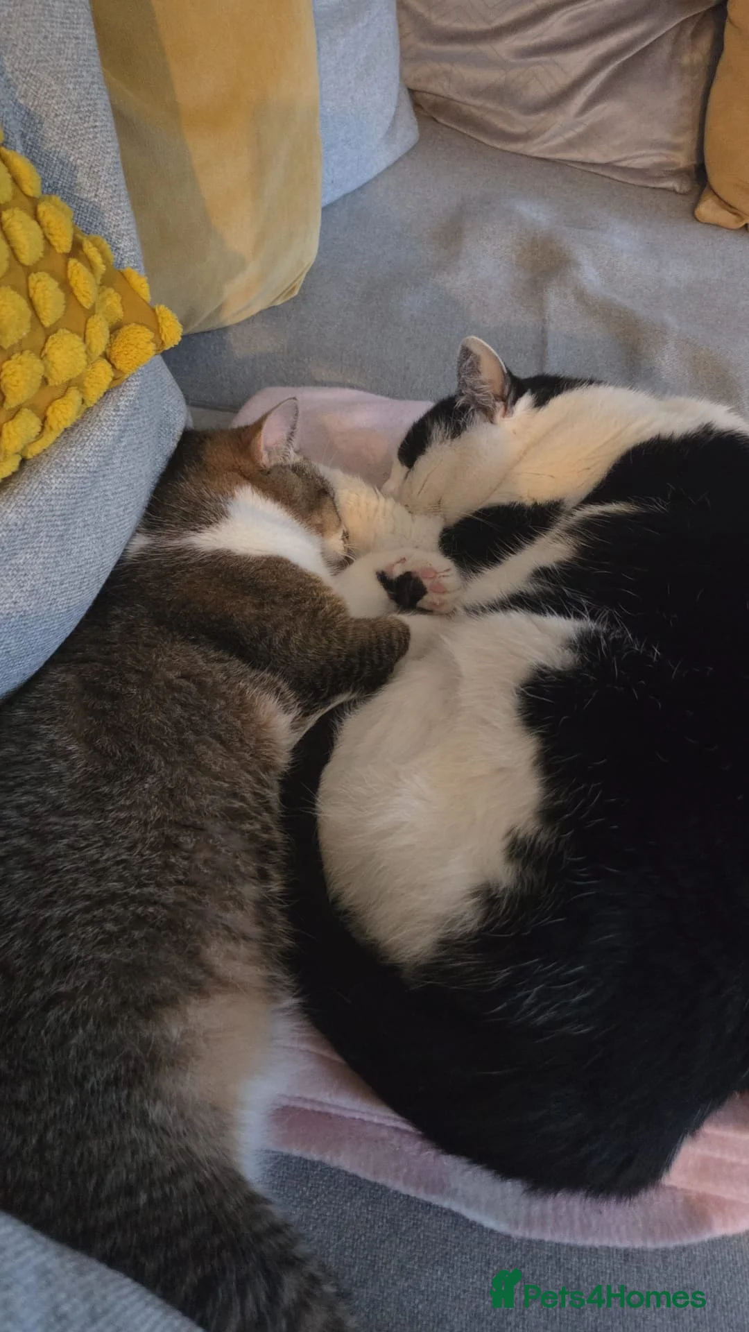 Domestic Shorthair cats for sale: 2 Male Cats in Liverpool - Advert 2