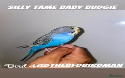 Budgerigars birds for sale: 100% Silly Tame Baby Budgies - Image 4