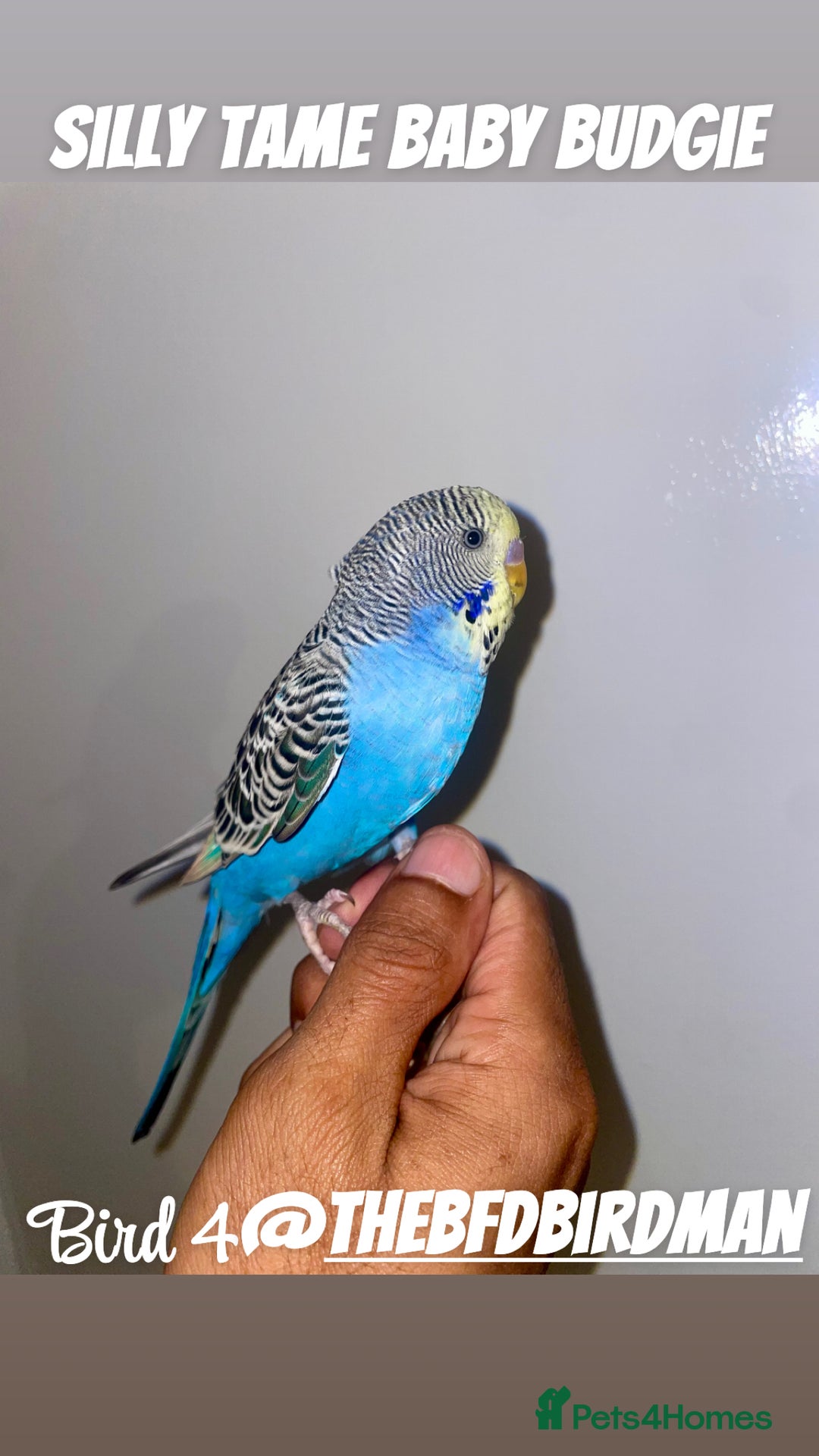 Budgerigars birds for sale: 100% Silly Tame Baby Budgies - Image 4