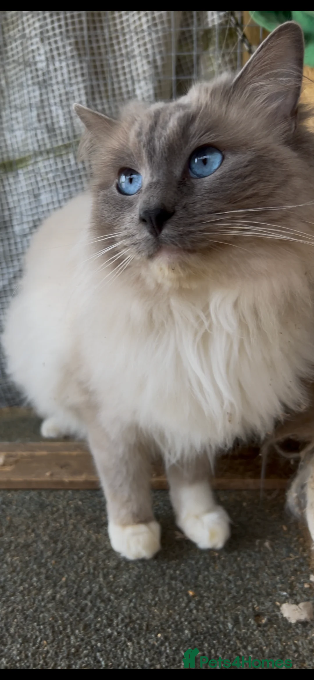 Ragdoll cats for stud: Stunning Blue Colourpoint Mitted Ragdoll for stud  in Bridgwater - Advert 5