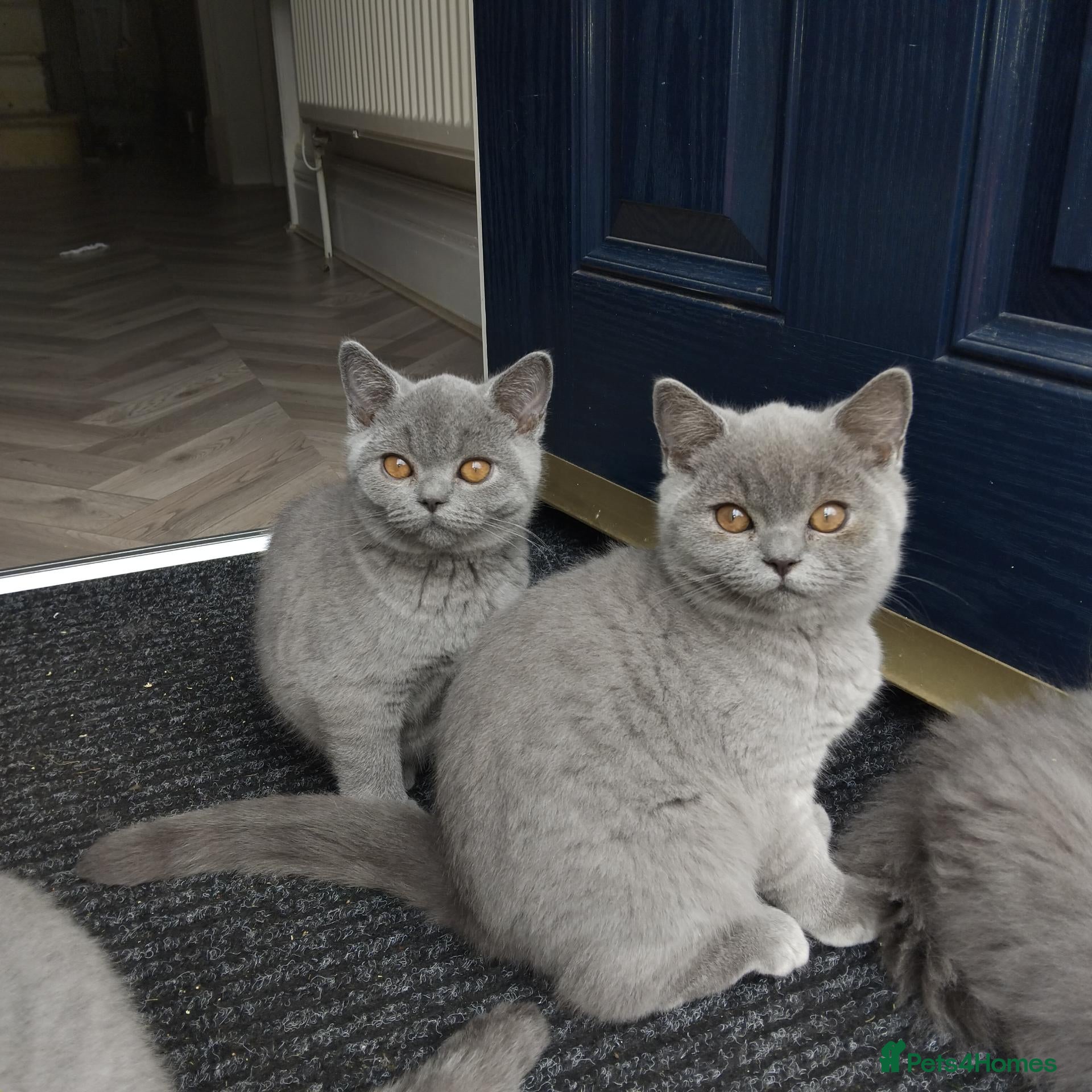 British Shorthair cats British shorthair blue  - Advert 1