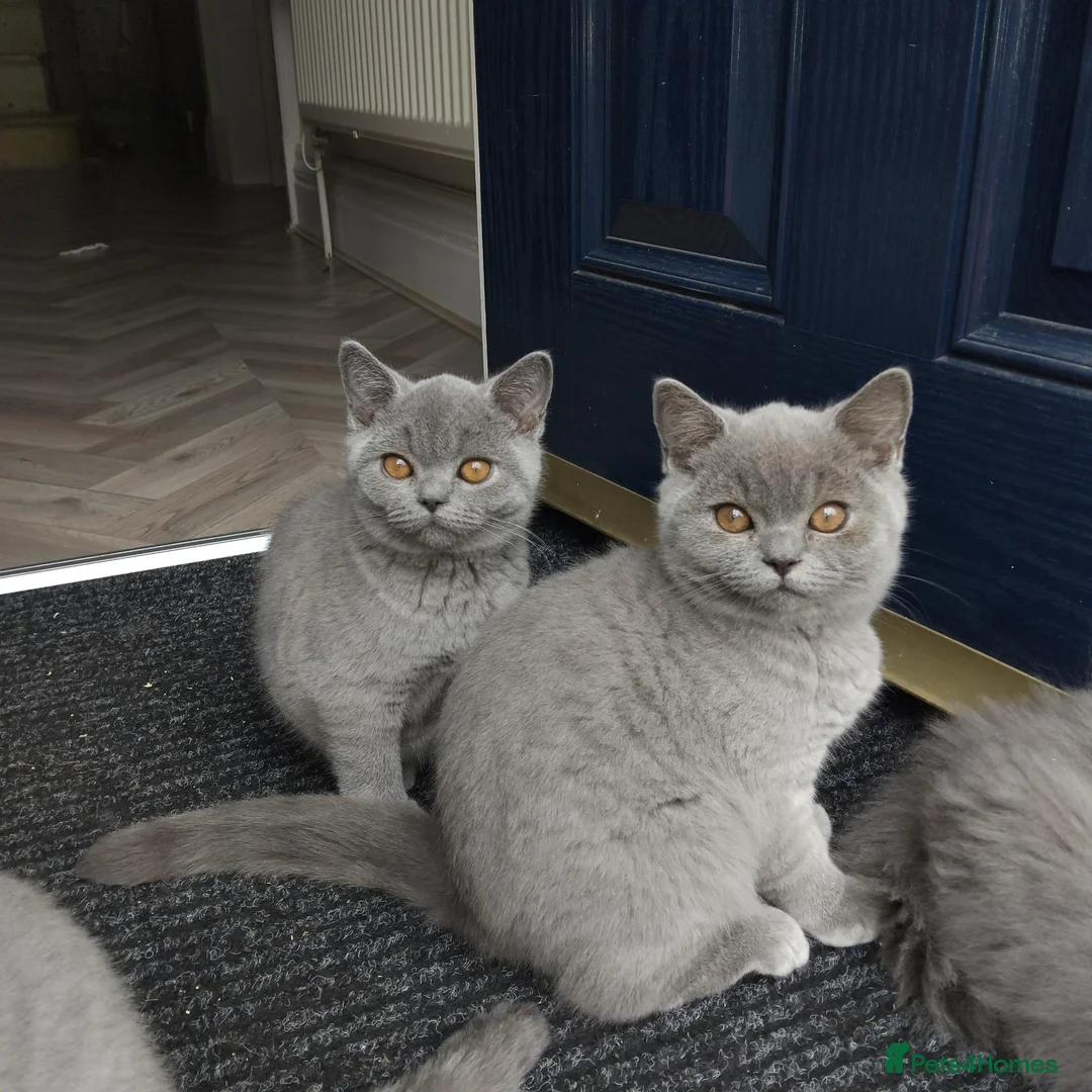 British Shorthair cats for sale: British shorthair blue  - Advert 1