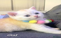 British Shorthair cats for sale: British shorthair babies  - Image 11