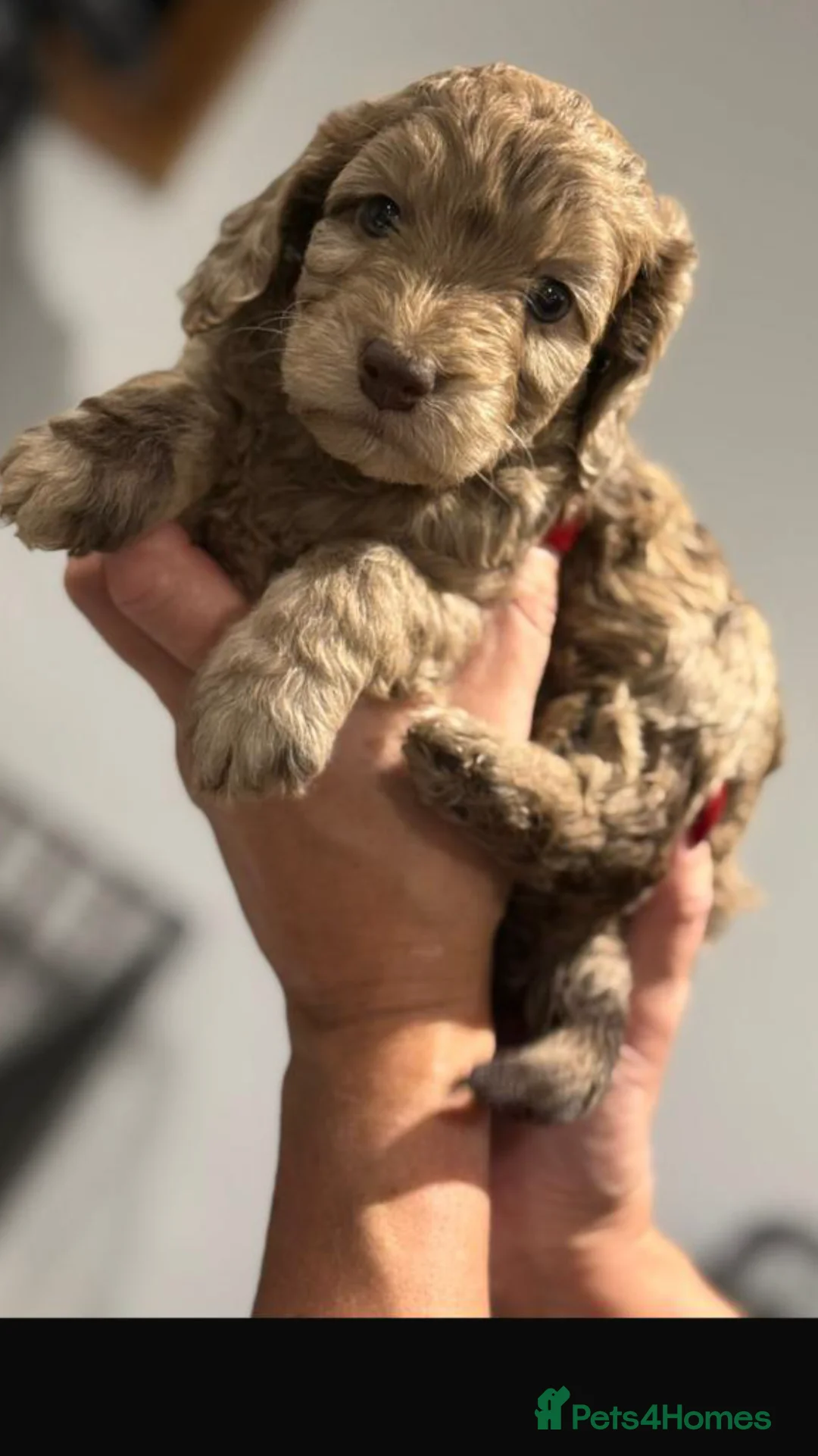 Cockapoo dogs for sale: F1 Cockapoo’s - Advert 8