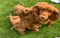 Cockapoo dogs for sale: Beautiful red F1 Cockapoos - Image 6