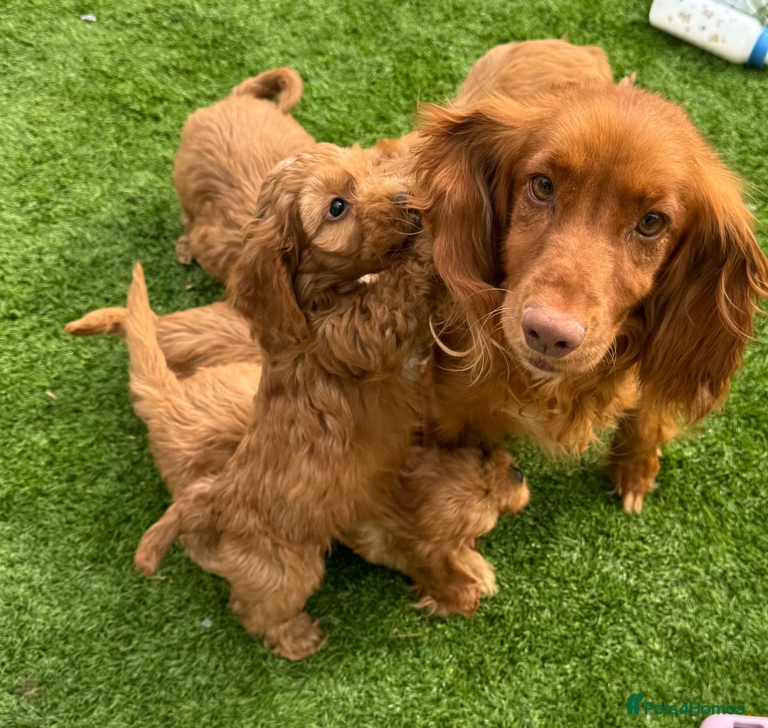 Cockapoo dogs for sale: Beautiful red F1 Cockapoos - Image 6