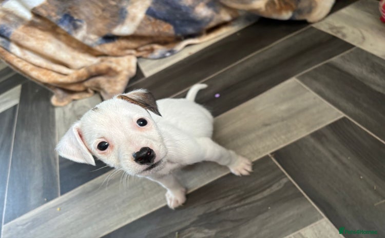 Jack Russell dogs - Advert 3