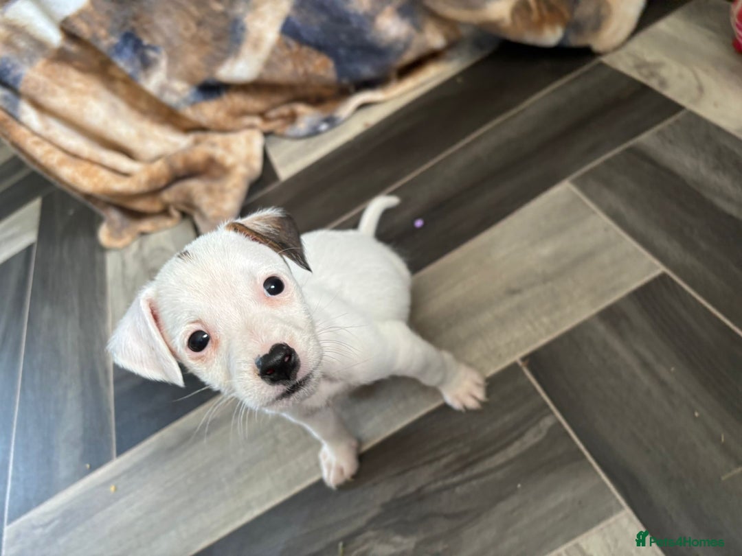 Jack Russell dogs for sale: Jack Russell boy  - Image 1