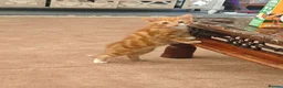 Mixed Breed cats for sale: Kitten - Advert 12