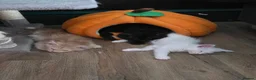 Maine Coon cats for sale: Amazing pure bread Maine Coons kittens  - Advert 4