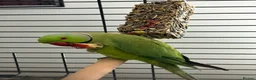 Ringnecks birds for sale: Beautiful Indian ringneck  in Corby - Advert 6