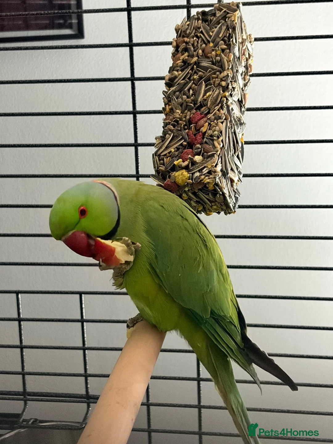 Ringnecks birds for sale: Beautiful Indian ringneck  in Corby - Advert 6